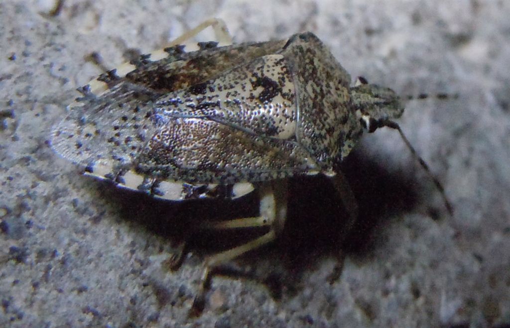 Pentatomidae: Rhaphigaster nebulosa della Campania (NA)